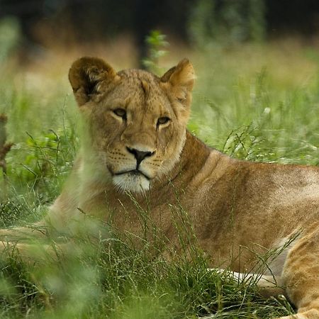 Dyreparken Safarihotell Kristiansand Exteriér fotografie