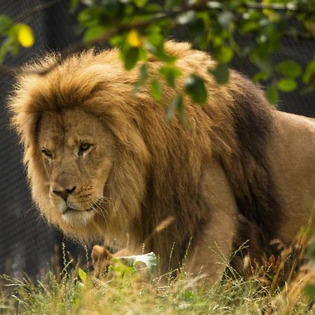 Dyreparken Safarihotell Kristiansand Exteriér fotografie